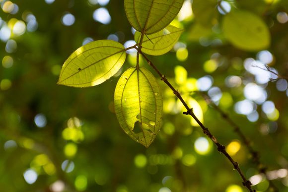 Projeto Respiro - série Floresceu